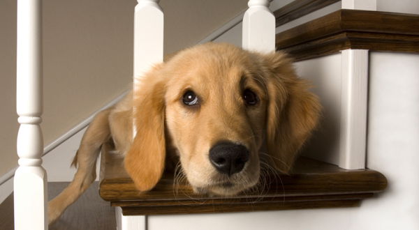 Home security systems for pet owners